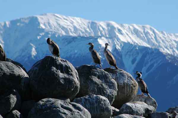 Cormorán - Nueva Zelanda 3.jpg
